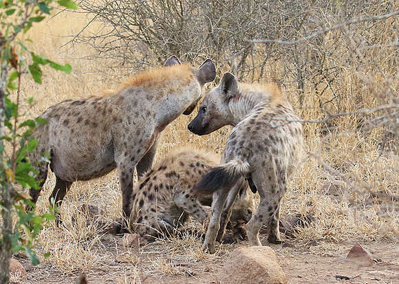 At Kruger NP
