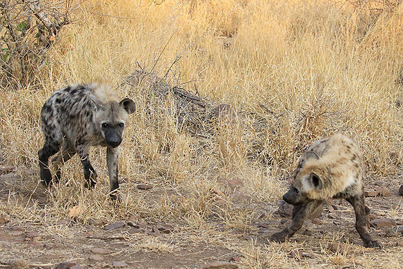 At Kruger NP