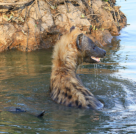 Timbavati private game reserve