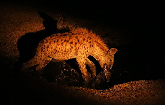 At Mala Mala game reserve