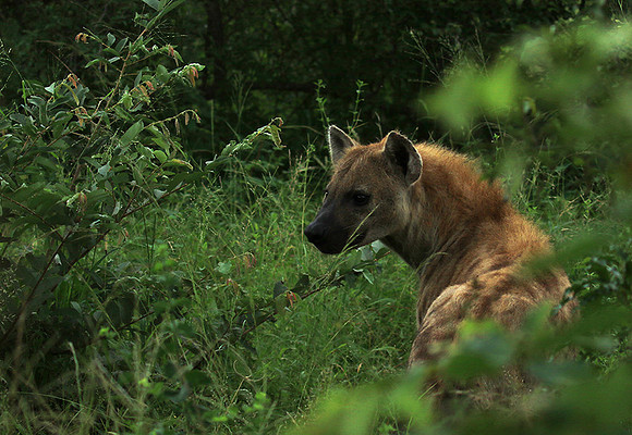 Kruger NP