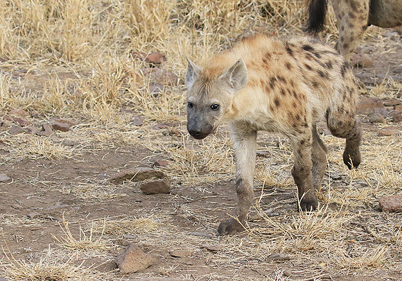 At Kruger NP