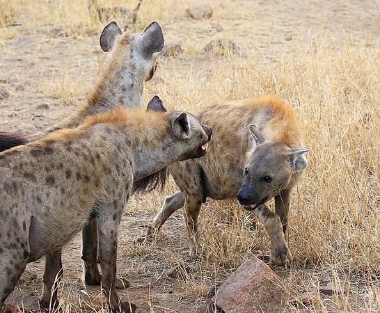 At Kruger NP