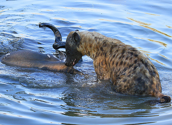 Timbavati private game reserve