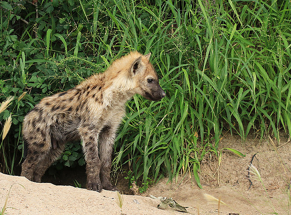 Kruger NP