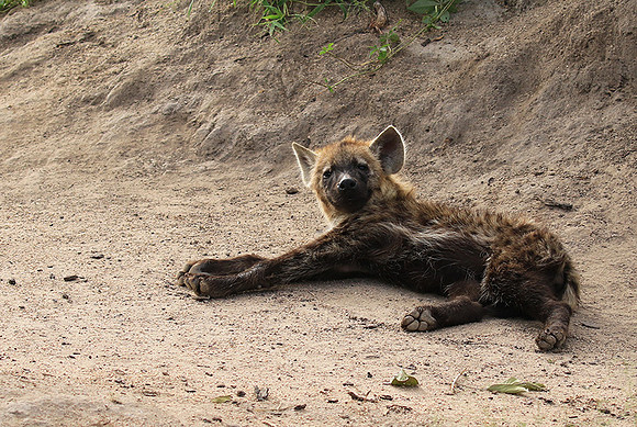 Kruger NP