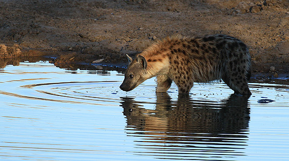 Timbavati private game reserve