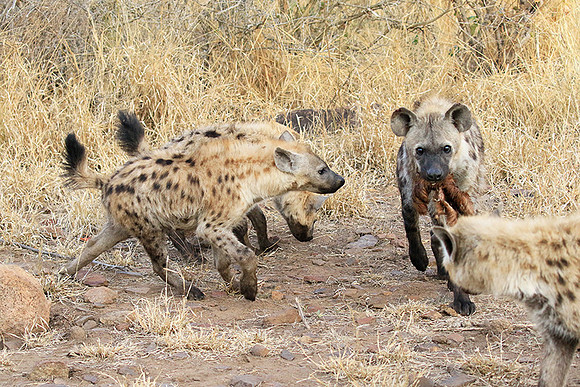 At Kruger NP