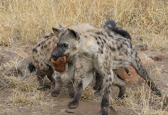 At Kruger NP