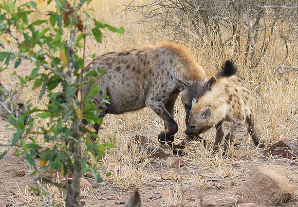 At Kruger NP