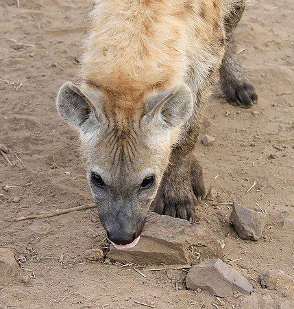 At Kruger NP