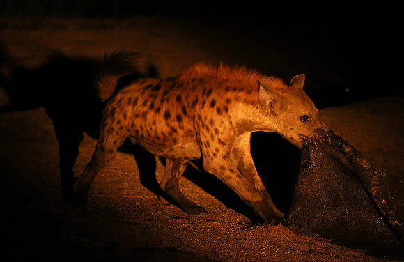 At Mala Mala game reserve