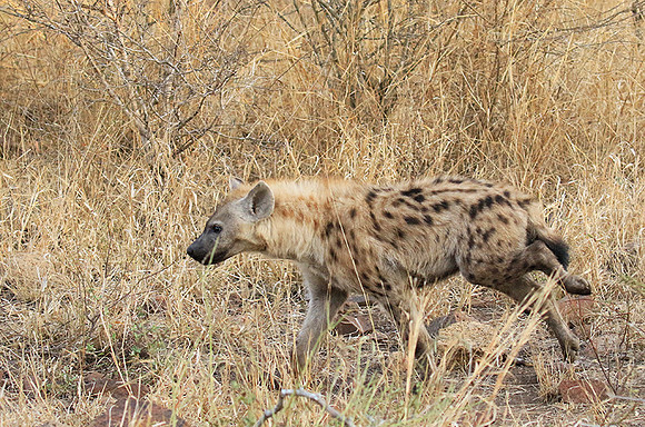 At Kruger NP