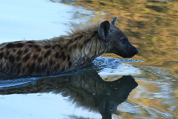 Timbavati private game reserve
