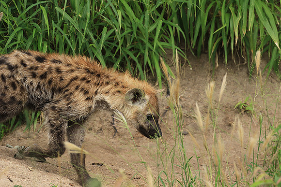 Kruger NP