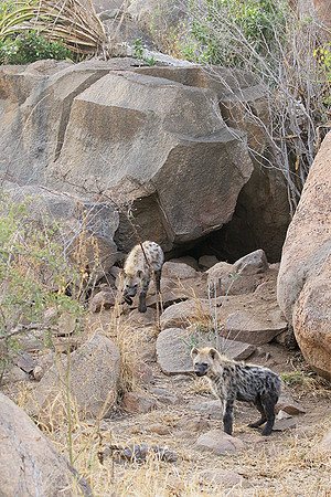 At Kruger NP