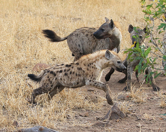 At Kruger NP