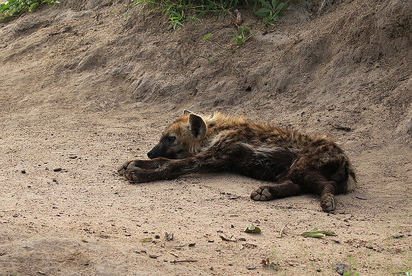 Kruger NP