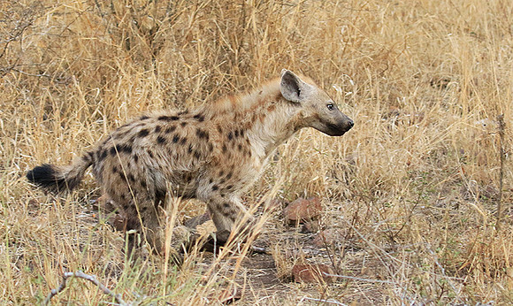At Kruger NP