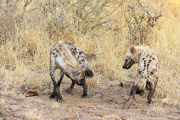 At Kruger NP
