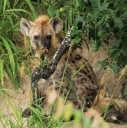 Kruger NP