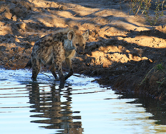 Timbavati private game reserve