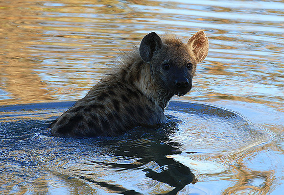 Timbavati private game reserve