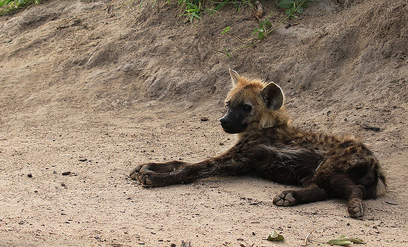 Kruger NP