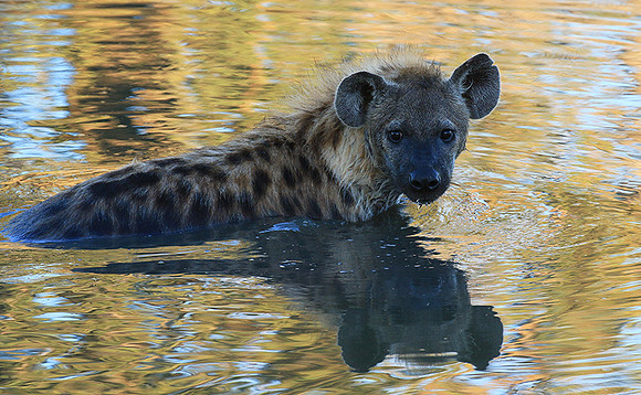 Timbavati private game reserve