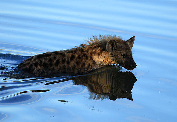Timbavati private game reserve