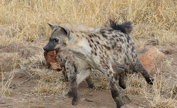At Kruger NP