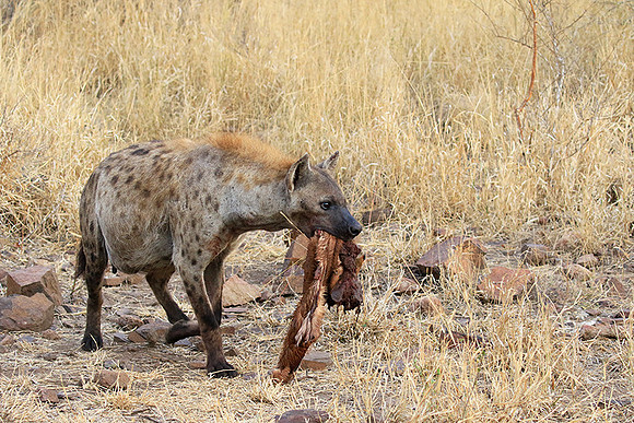 At Kruger NP