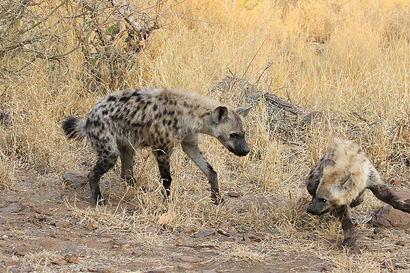 At Kruger NP