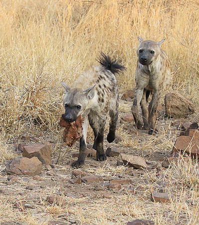 At Kruger NP
