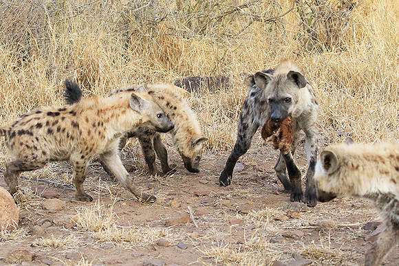 At Kruger NP