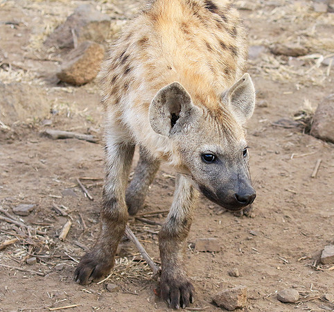 At Kruger NP