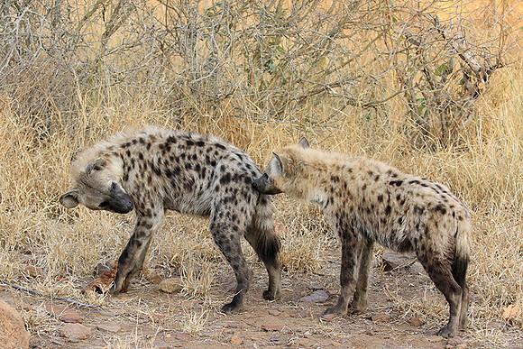 At Kruger NP