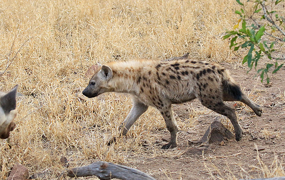 At Kruger NP