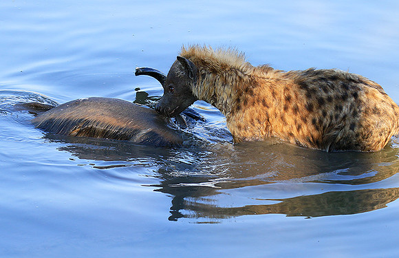 Timbavati private game reserve