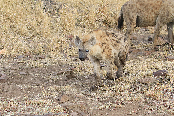 At Kruger NP