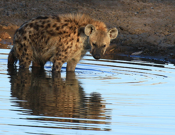 Timbavati private game reserve
