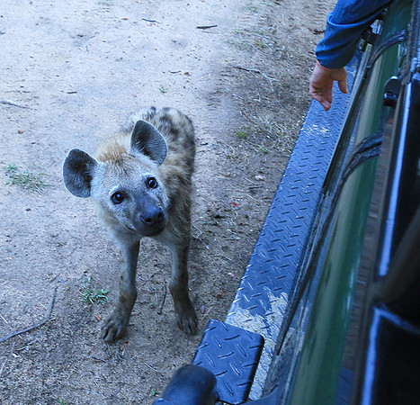 At Mala Mala game reserve