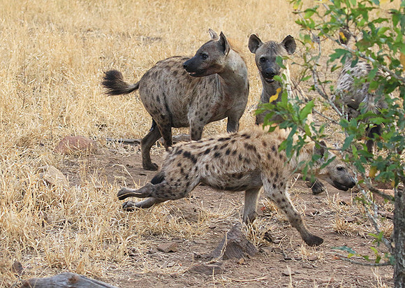 At Kruger NP