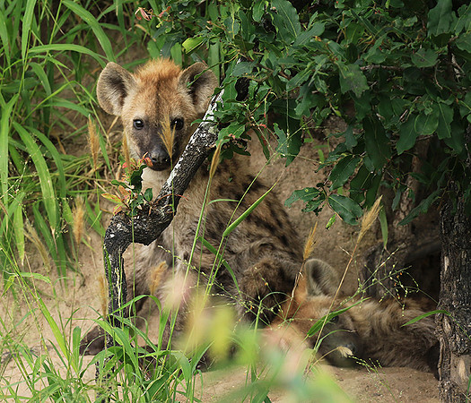 Kruger NP