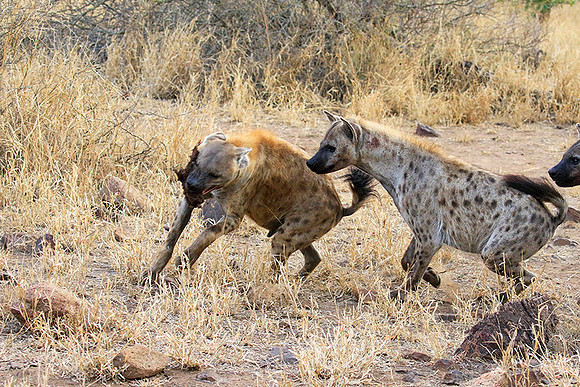 At Kruger NP