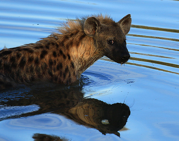 Timbavati private game reserve