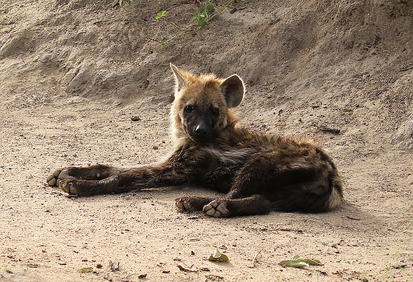 Kruger NP