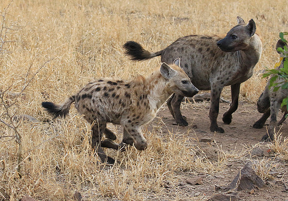 At Kruger NP
