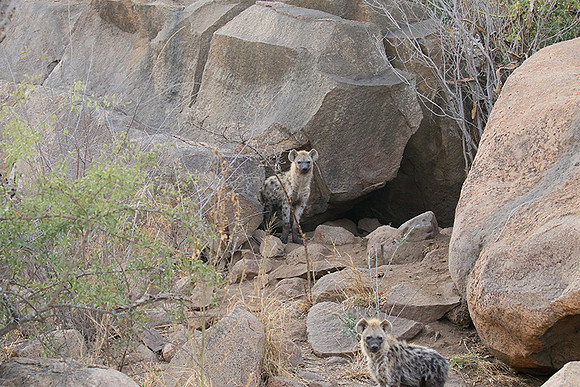 At Kruger NP