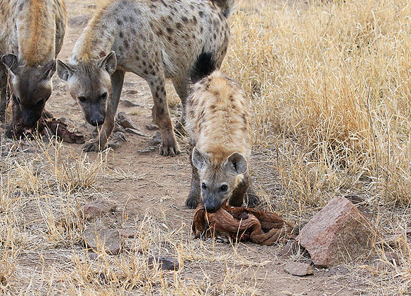 At Kruger NP